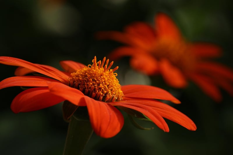 Garden Image