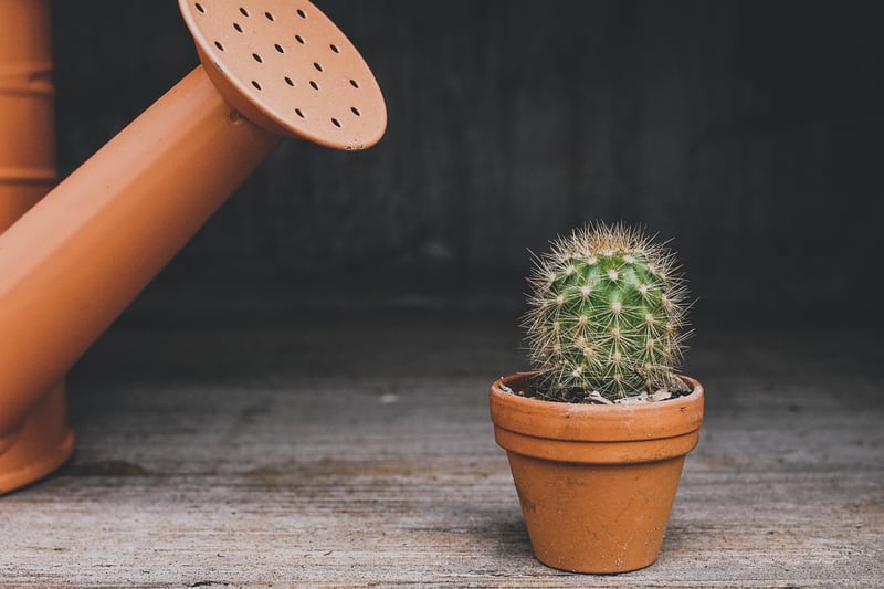Succulents Plants