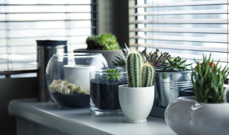 Potted Succulents